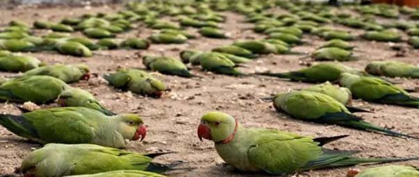 ம.பி.யில் உணவில் விஷம் கலப்பு:  200 கிளிகள் உயிரிழந்த பரிதாபம்